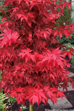 Gable's Glory Chameleon Japanese Maple - 3 Gallon Pot