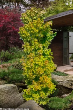 Skyscraper Columnar Japanese Maple - 1 Gallon Pot -Garden & Outdoors acer palmatum green pillar japanese maple 1