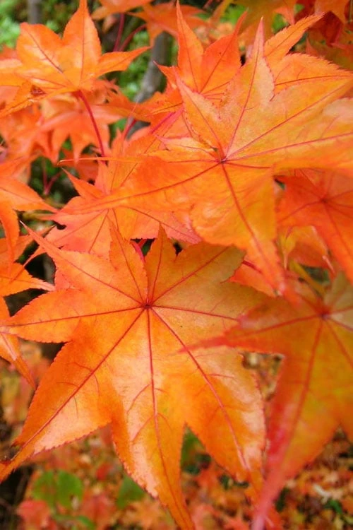 Hogyoku Japanese Maple - 3 Gallon Pot 1 Hogyoku Japanese Maple - 3 Gallon Pot