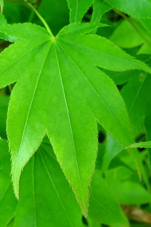 Hogyoku Japanese Maple - 3 Gallon Pot 7 Hogyoku Japanese Maple - 3 Gallon Pot - Image 7