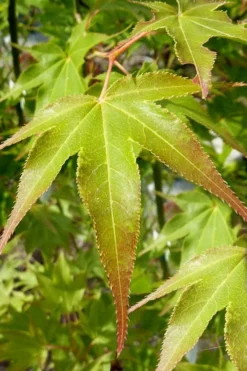 Hogyoku Japanese Maple - 3 Gallon Pot 12 Hogyoku Japanese Maple - 3 Gallon Pot -Garden & Outdoors acer palmatum hogyoku japanese maple 5 1