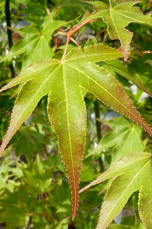 Hogyoku Japanese Maple - 3 Gallon Pot 6 Hogyoku Japanese Maple - 3 Gallon Pot - Image 6