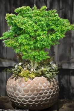 Jade Dragon Dwarf Japanese Maple - 3 Gallon Pot -Garden & Outdoors acer palmatum jade dragon japanese maple 2