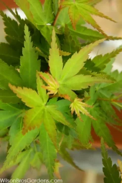 Jade Dragon Dwarf Japanese Maple - 3 Gallon Pot -Garden & Outdoors acer palmatum jade dragon japanese maple 3