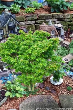Jade Dragon Dwarf Japanese Maple - 3 Gallon Pot -Garden & Outdoors acer palmatum jade dragon japanese maple 5