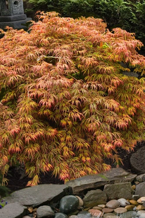 Jeddeloh Orange Japanese Maple - 1 Gallon Pot 1 Jeddeloh Orange Japanese Maple - 1 Gallon Pot