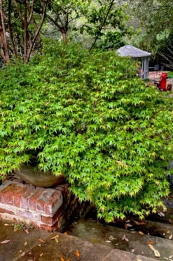 Kiyohime Spreading Japanese Maple - 2 Gallon Pot -Garden & Outdoors acer palmatum kiyohime dwarf japanese maple 10