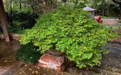 Kiyohime Spreading Japanese Maple - 2 Gallon Pot -Garden & Outdoors acer palmatum kiyohime dwarf japanese maple 11