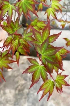 Kiyohime Spreading Japanese Maple - 2 Gallon Pot -Garden & Outdoors acer palmatum kiyohime dwarf japanese maple 4