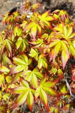 Kiyohime Spreading Japanese Maple - 2 Gallon Pot -Garden & Outdoors acer palmatum kiyohime dwarf japanese maple 6