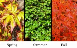 Kiyohime Spreading Japanese Maple - 2 Gallon Pot -Garden & Outdoors acer palmatum kiyohime dwarf japanese maple 7