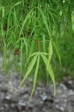 Koto No Ito Japanese Maple - 1 Gallon Pot -Garden & Outdoors acer palmatum koto no ito japanese maple 10
