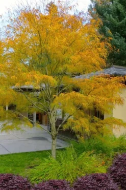 Koto No Ito Japanese Maple - 1 Gallon Pot