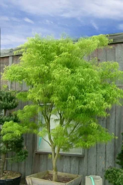 Koto No Ito Japanese Maple - 1 Gallon Pot -Garden & Outdoors acer palmatum koto no ito japanese maple 12