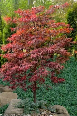 Lionheart Japanese Maple - 5 Gallon Pot 9 Lionheart Japanese Maple - 5 Gallon Pot -Garden & Outdoors acer palmatum lion heart japanese maple 7