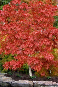 Lionheart Japanese Maple - 5 Gallon Pot 11 Lionheart Japanese Maple - 5 Gallon Pot -Garden & Outdoors acer palmatum lion heart japanese maple 8