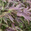 Manyo No Sato Purple Leaf Japanese Maple - 2 Gallon Pot