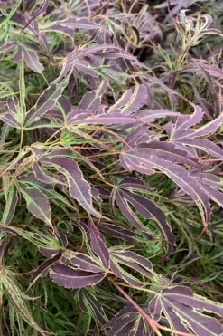 Manyo No Sato Purple Leaf Japanese Maple - 3 Gallon Pot (3-4')