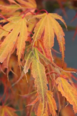 Manyo No Sato Purple Leaf Japanese Maple - 3 Gallon Pot (3-4') 11 Manyo No Sato Purple Leaf Japanese Maple - 3 Gallon Pot (3-4') -Garden & Outdoors acer palmatum manyo no sato japanese maple 7