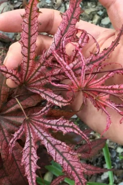 Crescent Moon Japanese Maple (Acer Palmatum 'Mikazuki') - 2 Gallon Pot