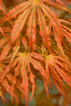 Crescent Moon Japanese Maple (Acer Palmatum 'Mikazuki') - 2 Gallon Pot 14 Crescent Moon Japanese Maple (Acer Palmatum 'Mikazuki') - 2 Gallon Pot -Garden & Outdoors acer palmatum mikazuki japanese maple 4