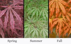 Crescent Moon Japanese Maple (Acer Palmatum 'Mikazuki') - 2 Gallon Pot 11 Crescent Moon Japanese Maple (Acer Palmatum 'Mikazuki') - 2 Gallon Pot -Garden & Outdoors acer palmatum mikazuki japanese maple 5