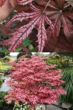 Crescent Moon Japanese Maple (Acer Palmatum 'Mikazuki') - 3 Gallon Pot (3-4') -Garden & Outdoors acer palmatum mikazuki japanese maple 8 1