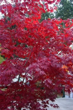 Moonfire Japanese Maple - 5 Gallon Pot -Garden & Outdoors acer palmatum moonfire japanese maple 2