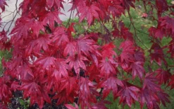 Moonfire Japanese Maple - 5 Gallon Pot -Garden & Outdoors acer palmatum moonfire japanese maple 3