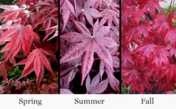 Moonfire Japanese Maple - 5 Gallon Pot -Garden & Outdoors acer palmatum moonfire japanese maple 4