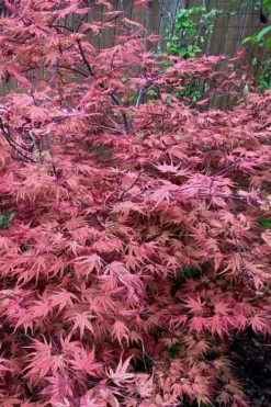 Olsen's Frosted Strawberry Japanese Maple - 3 Gallon Pot 21 Olsen's Frosted Strawberry Japanese Maple - 3 Gallon Pot -Garden & Outdoors acer palmatum olsens frosted strawberry japanese maple 11