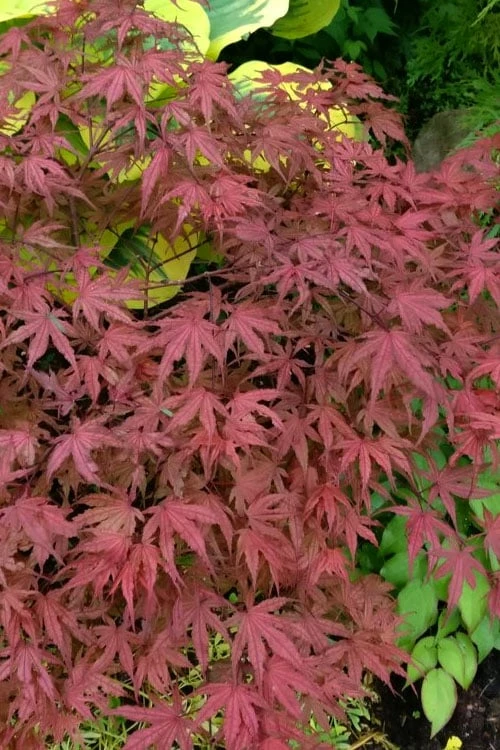 Olsen's Frosted Strawberry Japanese Maple - 3 Gallon Pot 16 Olsen's Frosted Strawberry Japanese Maple - 3 Gallon Pot - Image 16