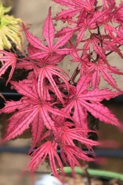 Olsen's Frosted Strawberry Japanese Maple - 3 Gallon Pot 20 Olsen's Frosted Strawberry Japanese Maple - 3 Gallon Pot -Garden & Outdoors acer palmatum olsens frosted strawberry japanese maple 17
