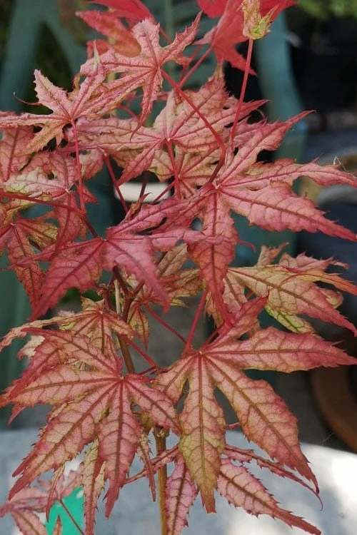 Olsen's Frosted Strawberry Japanese Maple - 3 Gallon Pot 14 Olsen's Frosted Strawberry Japanese Maple - 3 Gallon Pot - Image 14