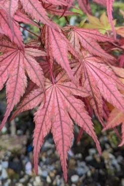 Olsen's Frosted Strawberry Japanese Maple - 3 Gallon Pot 28 Olsen's Frosted Strawberry Japanese Maple - 3 Gallon Pot -Garden & Outdoors acer palmatum olsens frosted strawberry japanese maple 19
