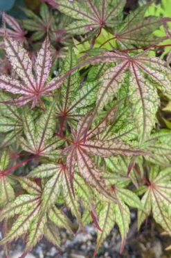 Olsen's Frosted Strawberry Japanese Maple - 3 Gallon Pot 22 Olsen's Frosted Strawberry Japanese Maple - 3 Gallon Pot -Garden & Outdoors acer palmatum olsens frosted strawberry japanese maple 20