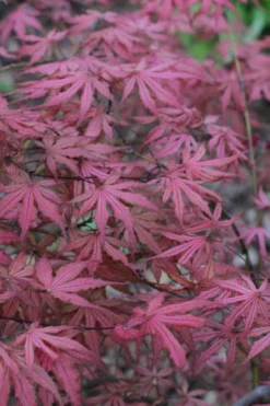 Olsen's Frosted Strawberry Japanese Maple - 3 Gallon Pot 25 Olsen's Frosted Strawberry Japanese Maple - 3 Gallon Pot -Garden & Outdoors acer palmatum olsens frosted strawberry japanese maple 7