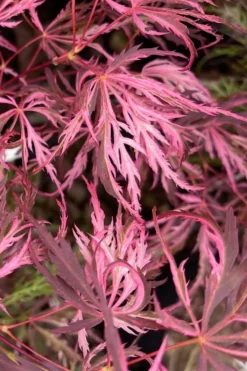 Pink Ballerina Japanese Maple - 3 Gallon Pot -Garden & Outdoors acer palmatum pink ballerina 3