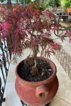 Pink Ballerina Japanese Maple - 3 Gallon Pot -Garden & Outdoors acer palmatum pink ballerina japanese maple 4