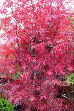 Pung Kil Japanese Maple - 3 Gallon Pot -Garden & Outdoors acer palmatum pung kil japanese maple 1 1