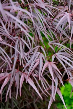 Pung Kil Japanese Maple - 3 Gallon Pot -Garden & Outdoors acer palmatum pung kil japanese maple 2