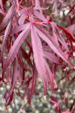 Pung Kil Japanese Maple - 3 Gallon Pot -Garden & Outdoors acer palmatum pung kil japanese maple 3