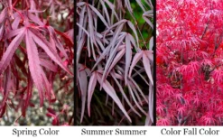 Pung Kil Japanese Maple - 3 Gallon Pot -Garden & Outdoors acer palmatum pung kil japanese maple 4