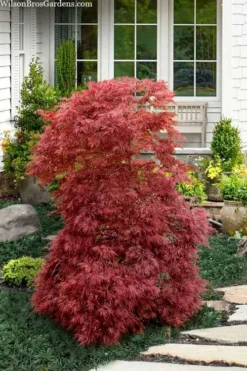 Red Filigree Lace Weeping Japanese Maple - 2 Gallon Pot -Garden & Outdoors acer palmatum red filigree japanese maple 10 1