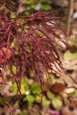 Red Filigree Lace Weeping Japanese Maple - 2 Gallon Pot -Garden & Outdoors acer palmatum red filigree japanese maple 2