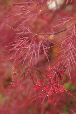 Red Filigree Lace Weeping Japanese Maple - 2 Gallon Pot -Garden & Outdoors acer palmatum red filigree japanese maple 4