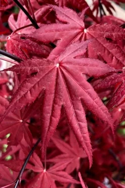 Rhode Island Red Japanese Maple - 3 Gallon Pot (ON SALE) 11 Rhode Island Red Japanese Maple - 3 Gallon Pot (ON SALE) -Garden & Outdoors acer palmatum rhode island red japanese maple 2