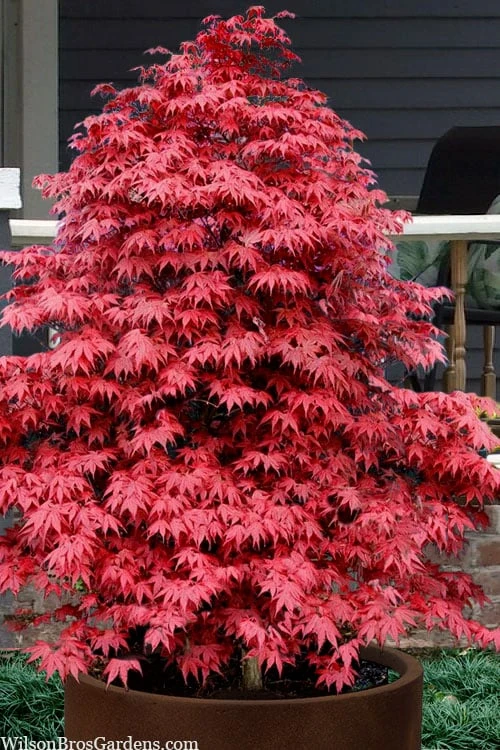 Rhode Island Red Japanese Maple - 3 Gallon Pot (ON SALE) 1 Rhode Island Red Japanese Maple - 3 Gallon Pot (ON SALE)