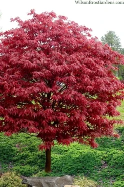Rhode Island Red Japanese Maple - 3 Gallon Pot (ON SALE) 9 Rhode Island Red Japanese Maple - 3 Gallon Pot (ON SALE) -Garden & Outdoors acer palmatum rhode island red japanese maple 4