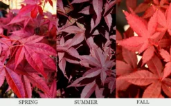 Rhode Island Red Japanese Maple - 3 Gallon Pot (ON SALE) 10 Rhode Island Red Japanese Maple - 3 Gallon Pot (ON SALE) -Garden & Outdoors acer palmatum rhode island red japanese maple 6